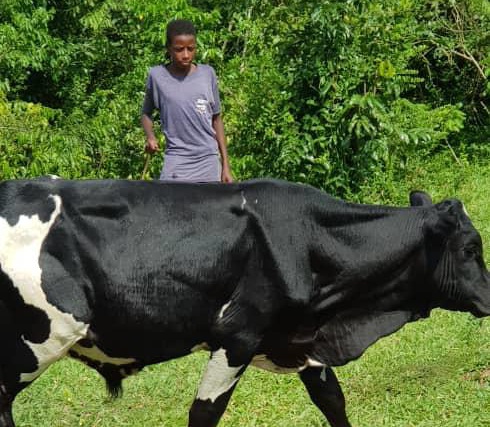 From Bweya to Mubende as a cattle farmer